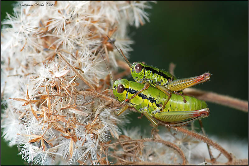 accoppiamento  montano: Micropodisma salamandra